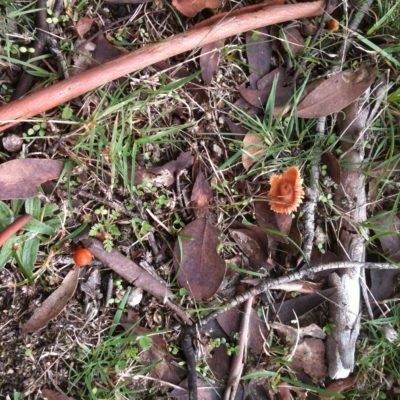 Funghi in Kosciuszko National Park.