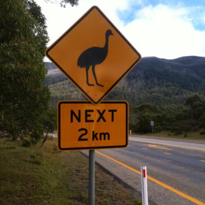 Emus crossing next 2km in Kosciuszko National Park. We saw four!