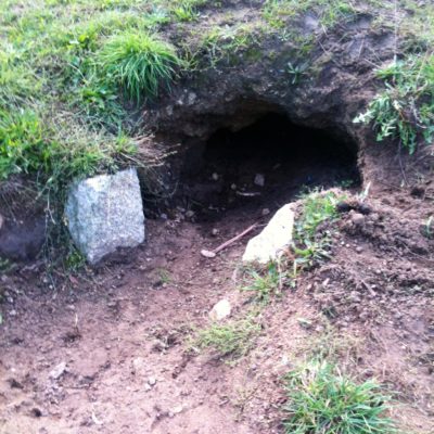 A wombat hole?