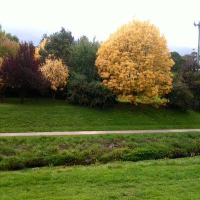 Cooma trees